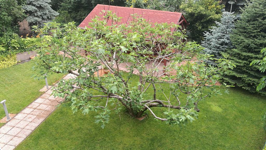 Fig Tree House بودابست المظهر الخارجي الصورة