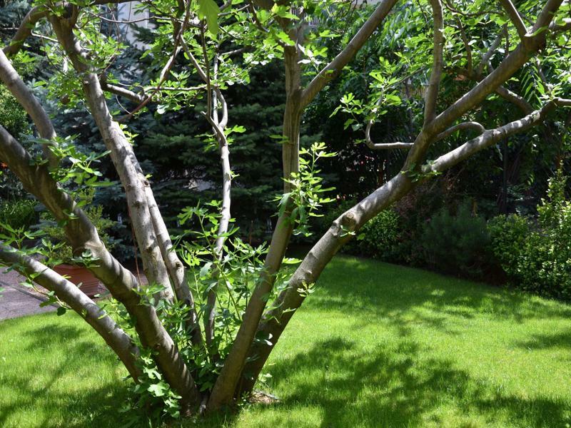 Fig Tree House بودابست المظهر الخارجي الصورة